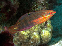 Image of Halichoeres biocellatus (Red-lined wrasse)