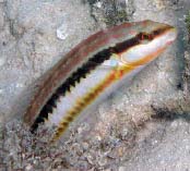 Image of Halichoeres bivittatus (Slippery dick)