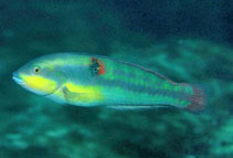 Image of Halichoeres chierchiae (Wounded wrasse)