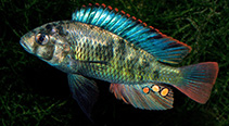 Image of Haplochromis chromogynos 