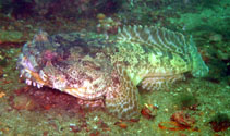 Image of Halobatrachus didactylus (Lusitanian toadfish)