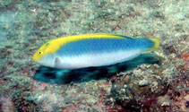 Image of Halichoeres dimidiatus 