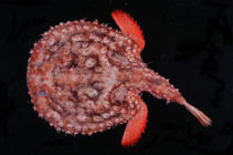 Image of Halieutaea fitzsimonsi (Circular seabat)