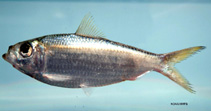 Image of Harengula jaguana (Scaled herring)
