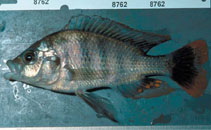 Image of Haplochromis labiatus 