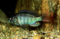 Image of Haplochromis limax 