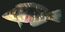 Image of Halichoeres nebulosus (Nebulous wrasse)