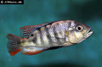 Image of Haplochromis nigricans 