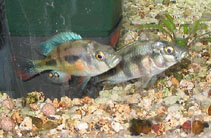 Image of Haplochromis nuchisquamulatus 