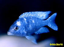 Image of Placidochromis phenochilus 