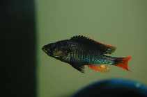 Image of Haplochromis piceatus 
