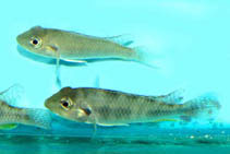 Image of Haplochromis polli 