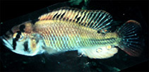 Image of Haplochromis rudolfianus 