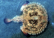 Image of Halieutaea stellata (Minipizza batfish)