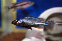 Image of Haplochromis thereuterion 