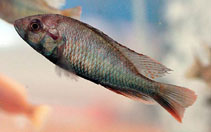 Image of Haplochromis xenognathus 