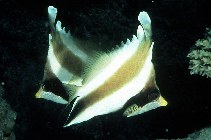 Image of Heniochus chrysostomus (Threeband pennantfish)