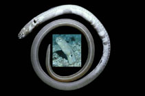 Image of Heteroconger digueti (Cortez garden eel)