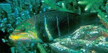 Image of Hemigymnus fasciatus (Barred thicklip)