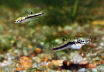 Image of Heterandria formosa (Least killifish)