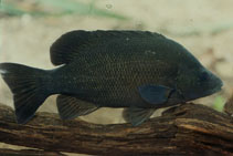 Image of Hephaestus fuliginosus (Sooty grunter)