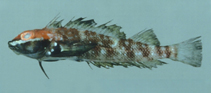 Image of Helcogramma fuscipectoris (Fourspot triplefin)