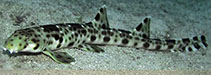 Image of Hemiscyllium galei (Cenderwasih Epaulette shark)