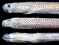 Image of Heteroconger guttatus (Spotted garden eel)