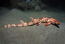 Image of Hemiscyllium halmahera (Halmahera Epaulette Shark)