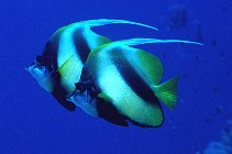 Image of Heniochus intermedius (Red Sea bannerfish)