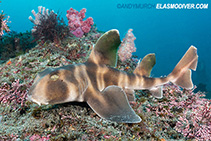 Image of Heterodontus japonicus (Japanese bullhead shark)
