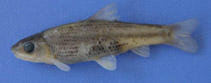 Image of Garra kemali (Ereğli minnow)