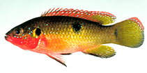 Image of Hemichromis letourneuxi (Jewel fish)
