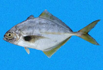 Image of Hemicaranx leucurus (Yellowfin jack)
