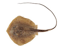 Image of Hemitrygon longicauda (Merauke stingray)