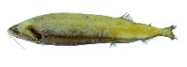 Image of Heterophotus ophistoma (Wingfin snaggletooth)