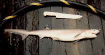 Image of Heptranchias perlo (Sharpnose sevengill shark)