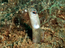 Image of Heteroconger perissodon (Black garden eel)
