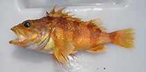 Image of Helicolenus percoides (Red gurnard perch)
