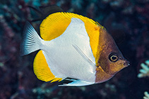 Image of Hemitaurichthys polylepis (Pyramid butterflyfish)