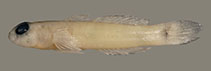Image of Hetereleotris psammophila 