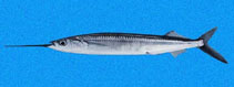 Image of Hemiramphus saltator (Longfin halfbeak)