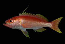 Image of Hemanthias signifer (Damsel bass)