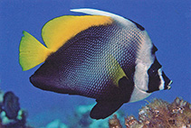 Image of Heniochus singularius (Singular bannerfish)