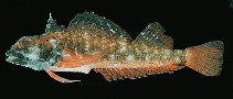 Image of Helcogramma steinitzi (Red triplefin)