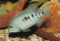 Image of Herichthys tamasopoensis (Tamasopo cichlid)