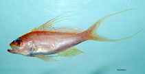 Image of Baldwinella vivanus (Red barbier)