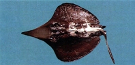 Image of Hexatrygon bickelli (Sixgill stingray)