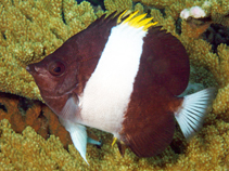 Image of Hemitaurichthys zoster (Brown-and-white butterflyfish)