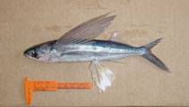 Image of Hirundichthys affinis (Fourwing flyingfish)